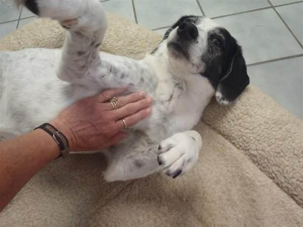Why Do Dogs Like Belly Rubs So Much?
