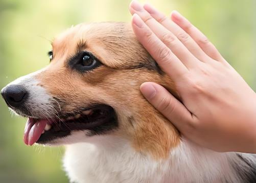 Do dogs like to be pet on the head