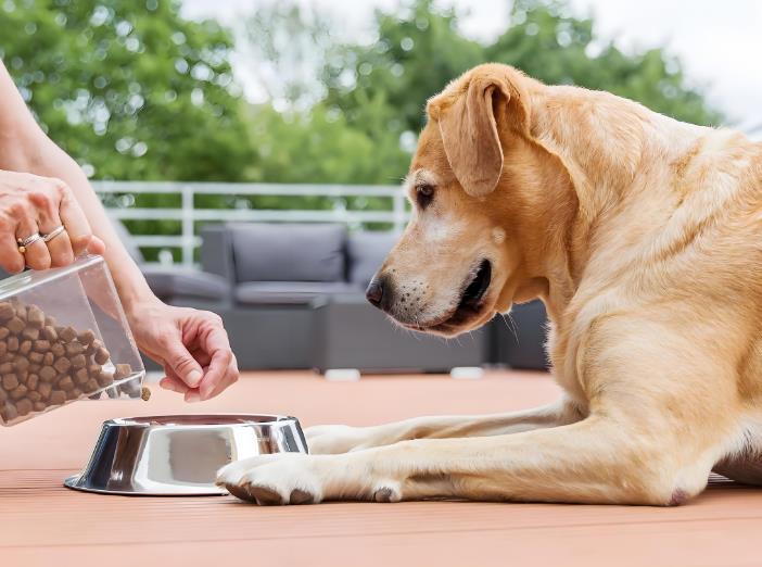 Taste of the Wild Dog Food Manufacturing 2025: Vet-Approved USA Factories & Safety Standards Revealed